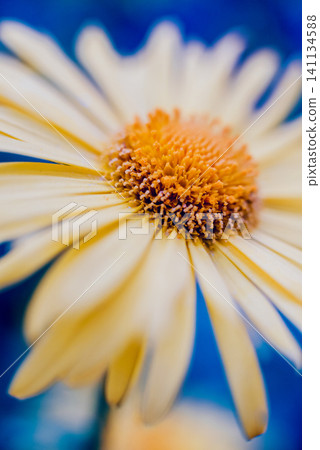 Chamomile flower with blurred background. Chamomile flower with blurred background. 141134588