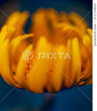 Chamomile flower with blurred background. Chamomile flower with blurred background. 141134609