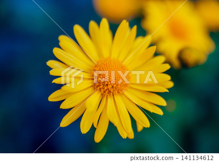 Chamomile flower with blurred background. 141134612