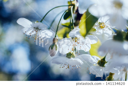 Spring blossom tree with blurred background. Spring blossom tree with blurred background. 141134620
