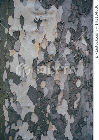 Old wood tree texture. Background. Pattern Old wood tree texture. Background. Pattern 141134636