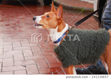 Dog in cozy outfit standing on rainy street Dog in cozy outfit standing on rainy street 141134657