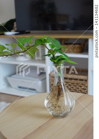 Plant in a vase with roots displayed on a table in a room Plant in a vase with roots displayed on a table in a room 141134682