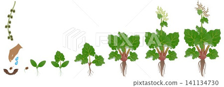 Cycle of growth of a rhubarb plant isolated on a white background. Cycle of growth of a rhubarb plant isolated on a white background. 141134730