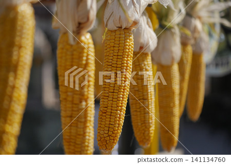 Freshly harvested corn displayed at a local market stall Freshly harvested corn displayed at a local market stall 141134760