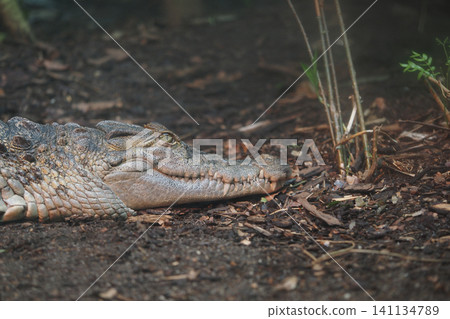 Crocodile resting in natural habitat at a wildlife sanctuary Crocodile resting in natural habitat at a wildlife sanctuary 141134789