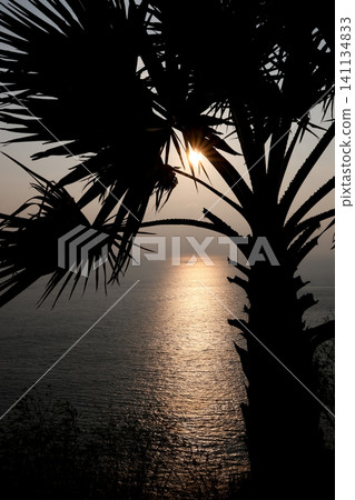 Tropical Palm Leaf Silhouette Over Ocean Sunset Tropical Palm Leaf Silhouette Over Ocean Sunset 141134833