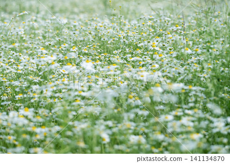 Soft Chamomile Flower Meadow in Spring Soft Chamomile Flower Meadow in Spring 141134870