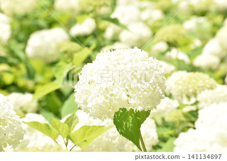 純白繡球花安娜貝爾 純白繡球花安娜貝爾 141134897