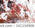 Red berries covered in snow on a branch with green leaves in winter season 141134906