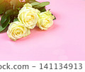 beautiful white roses on a pink background. place for text. top view background 141134913