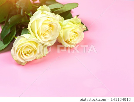 beautiful white roses on a pink background. place for text. top view background beautiful white roses on a pink background. place for text. top view background 141134913