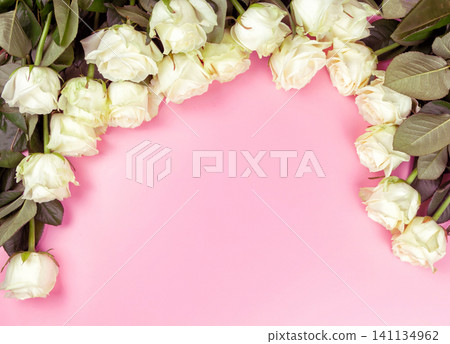 beautiful white roses on a pink background. place for text. top view background beautiful white roses on a pink background. place for text. top view background 141134962