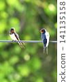 Two swallows that stop on the wire 141135158