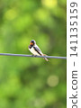 Swallows that stop on electric wires 141135159