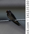 Swallows that stop on electric wires 141135160