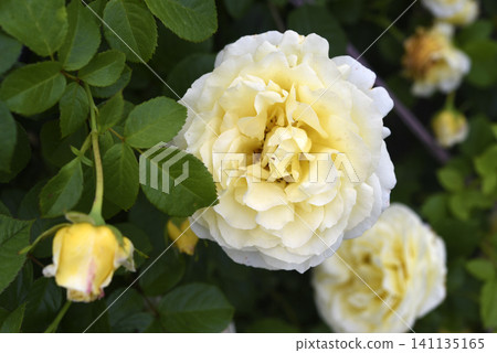 Beautiful large yellow rose in the garden. A large rosebud. Tea rose. Beautiful large yellow rose in the garden. A large rosebud. Tea rose. 141135165