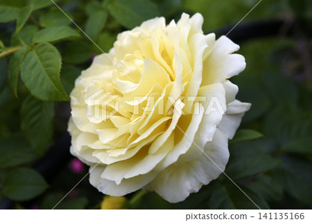 Beautiful large yellow rose in the garden. A large rosebud. Tea rose. Beautiful large yellow rose in the garden. A large rosebud. Tea rose. 141135166
