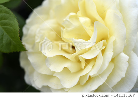 Beautiful large yellow rose in the garden. A large rosebud. Tea rose. Beautiful large yellow rose in the garden. A large rosebud. Tea rose. 141135167