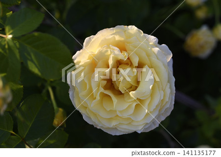 Beautiful large yellow rose in the garden. A large rosebud. Tea rose. Beautiful large yellow rose in the garden. A large rosebud. Tea rose. 141135177