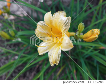 Close-up of a blooming yellow daylily flower with fresh green grass background in summer garden. Close-up of a blooming yellow daylily flower with fresh green grass background in summer garden. 141135288