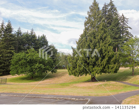 Large green conifer tree on a grassy hill in a park Large green conifer tree on a grassy hill in a park 141135294