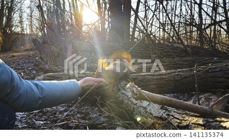 Wild fluffy squirrel taking nuts from female arm and gnawing it at sunny forest. Cute rodent eating food from hand of young girl at autumn woodland. Woman feeding hungry small sciurus outdoor Wild fluffy squirrel taking nuts from female arm and gnawing it at sunny forest. Cute rodent eating food from hand of young girl at autumn woodland. Woman feeding hungry small sciurus outdoor 141135374