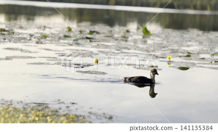 Small black duck swims alone on calm lake during sunset. Warm golden light reflects on the water surface, creating peaceful atmosphere and highlighting the gentle movement of bird in natural setting Small black duck swims alone on calm lake during sunset. Warm golden light reflects on the water surface, creating peaceful atmosphere and highlighting the gentle movement of bird in natural setting 141135384