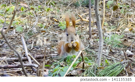 Cute brown rodent eating found walnuts at summer park. Wild fluffy squirrel gnawing nuts at sunny forest. Pretty small sciurus chewing food outdoor. Concept of wildlife Cute brown rodent eating found walnuts at summer park. Wild fluffy squirrel gnawing nuts at sunny forest. Pretty small sciurus chewing food outdoor. Concept of wildlife 141135385