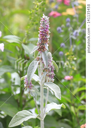 Ramiseia (Cotton Clover or Cotton Clover) with small flowers Ramiseia (Cotton Clover or Cotton Clover) with small flowers 141135458