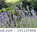 Beautiful lavender field. Purple flower background. Blooming Lavender Flowers. Blossom violet aromatic plants. Soft Focused Purple Lavender Flowers. 141135466