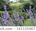 Beautiful lavender field. Purple flower background. Blooming Lavender Flowers. Blossom violet aromatic plants. Soft Focused Purple Lavender Flowers. 141135467