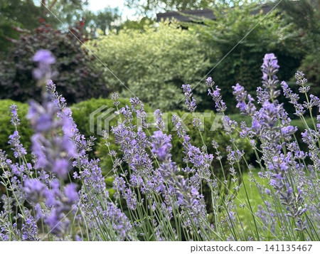 Beautiful lavender field. Purple flower background. Blooming Lavender Flowers. Blossom violet aromatic plants. Soft Focused Purple Lavender Flowers. 141135467