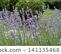 Beautiful lavender field. Purple flower background. Blooming Lavender Flowers. Blossom violet aromatic plants. Soft Focused Purple Lavender Flowers. 141135468