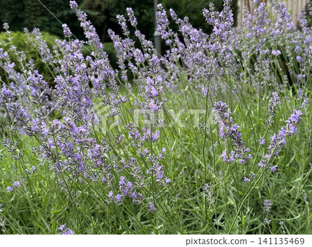 Beautiful lavender field. Purple flower background. Blooming Lavender Flowers. Blossom violet aromatic plants. Soft Focused Purple Lavender Flowers. Beautiful lavender field. Purple flower background. Blooming Lavender Flowers. Blossom violet aromatic plants. Soft Focused Purple Lavender Flowers. 141135469