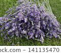 Beautiful lavender field. Purple flower background. Blooming Lavender Flowers. Blossom violet aromatic plants. Soft Focused Purple Lavender Flowers. 141135470