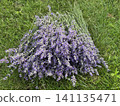 Beautiful lavender field. Purple flower background. Blooming Lavender Flowers. Blossom violet aromatic plants. Soft Focused Purple Lavender Flowers. 141135471
