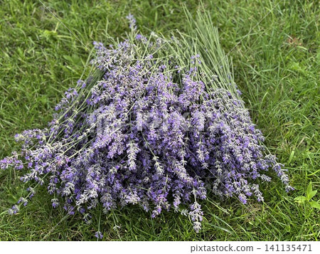 Beautiful lavender field. Purple flower background. Blooming Lavender Flowers. Blossom violet aromatic plants. Soft Focused Purple Lavender Flowers. 141135471