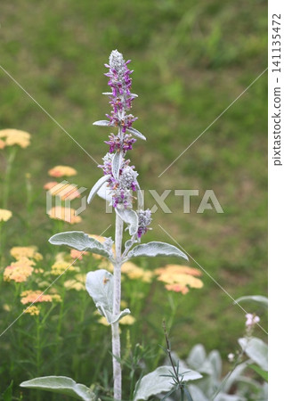 Ramiseia (Cotton Clover or Cotton Clover) with small flowers Ramiseia (Cotton Clover or Cotton Clover) with small flowers 141135472