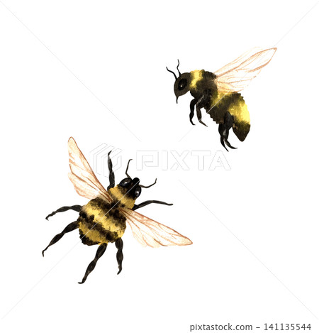 Watercolor insects flying bumblebees, top and profile views. Hand drawn illustration isolated on white background, clip art set. For educational projects, honey packaging and botanical design Watercolor insects flying bumblebees, top and profile views. Hand drawn illustration isolated on white background, clip art set. For educational projects, honey packaging and botanical design 141135544