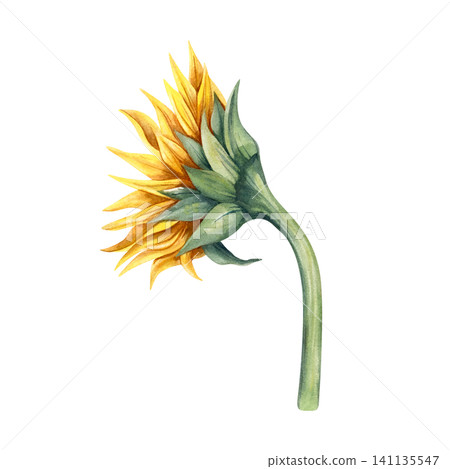 Watercolor illustration sunflower, side perspective. Hand painted botanical vibrant yellow petals, green stem and leaves. Single object isolated from background. For autumn decor, branding, packaging Watercolor illustration sunflower, side perspective. Hand painted botanical vibrant yellow petals, green stem and leaves. Single object isolated from background. For autumn decor, branding, packaging 141135547