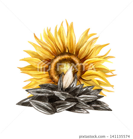 Watercolor pile of black seeds with open kernel and sunflower flower in the back. Isolated on white background. Hand drawn illustration for snack packaging design, food label, oil production branding Watercolor pile of black seeds with open kernel and sunflower flower in the back. Isolated on white background. Hand drawn illustration for snack packaging design, food label, oil production branding 141135574