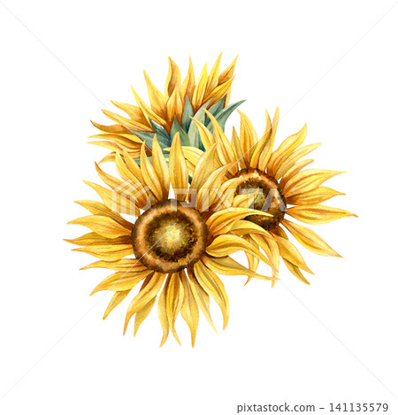 Watercolor sunflowers bud floral arrangement without leaves. Hand painted yellow flowers. Botanical illustration, floral summer, autumn composition isolated from background for card, packaging Watercolor sunflowers bud floral arrangement without leaves. Hand painted yellow flowers. Botanical illustration, floral summer, autumn composition isolated from background for card, packaging 141135579