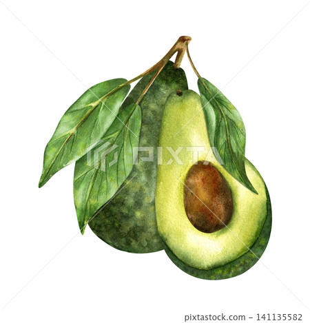 Watercolor avocado, half with brown pit, whole with green textured peel, leaves on branch. Isolated illustration of Fresh organic healthy vegetarian fruit. Hand painted clip art for packaging design 141135582