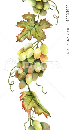 Green grapes bunch watercolor vine seamless border. Foliage leaves repeat ornate. Hand drawn illustration isolated from background. For label design, logo, restaurant menu design, packaging Green grapes bunch watercolor vine seamless border. Foliage leaves repeat ornate. Hand drawn illustration isolated from background. For label design, logo, restaurant menu design, packaging 141135601