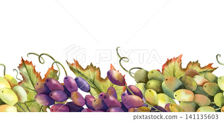 Watercolor green, black grapes vine seamless border. Branch with leaves. Isolated Illustration of purple grape bunch. Repeat horizontal ornate of botanical autumn berries. For design and packaging Watercolor green, black grapes vine seamless border. Branch with leaves. Isolated Illustration of purple grape bunch. Repeat horizontal ornate of botanical autumn berries. For design and packaging 141135603