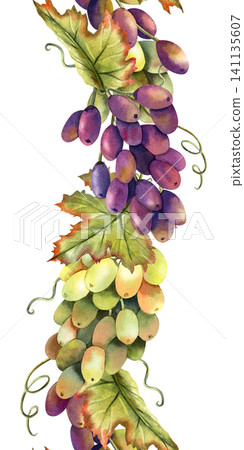 Watercolor green and black grapes vine seamless border. Isolated Illustration of purple grape bunch. Repeat vertical ornate of botanical autumn berries. For label, logo, restaurant menu, packaging Watercolor green and black grapes vine seamless border. Isolated Illustration of purple grape bunch. Repeat vertical ornate of botanical autumn berries. For label, logo, restaurant menu, packaging 141135607