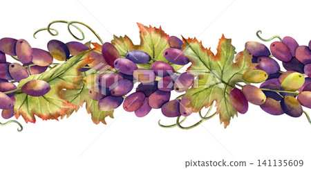 Watercolor black purple grapes vine seamless border. Isolated repeat horizontal ornate with autumn berries, lush leaves, branch, bunch. Hand drawn illustration for decoration, packaging, menu design Watercolor black purple grapes vine seamless border. Isolated repeat horizontal ornate with autumn berries, lush leaves, branch, bunch. Hand drawn illustration for decoration, packaging, menu design 141135609