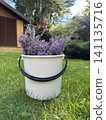 Lavender in a bucket. Cut lavander in a bucket. Decorative plants in the garden. 141135716