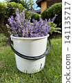 Lavender in a bucket. Cut lavander in a bucket. Decorative plants in the garden. 141135717